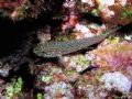 Gobius fallax